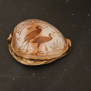 Etched Tiger Cowrie Shell Seashell Heron Egret Beauty Andaman Islands